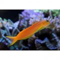 Peste Midas Blenny - Ecsenius midas
