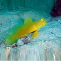 Peste Sulphur Goby Cryptocentrus cinctus