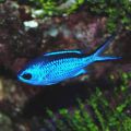 Peste Blue Reef (Chromis Cyanea)