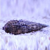 Cerith Snail (Cerithium sp.)