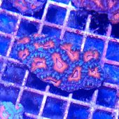 Acan Brain Coral (Acanthastrea Echinata)