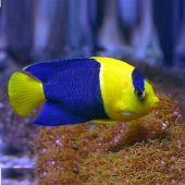 Bicolor Angelfish (Centropyge bicolor) M