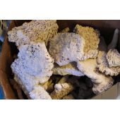 Dry Reef Stone Plates Aragonite rock of fossil origin - Dry Rock For Aquascaping Saltwater Aquariums