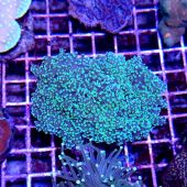 Coral Euphyllia Yaeyamaensis