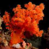 Coral Flower Tree Coral (Scleronephthya sp.), Red & Orange