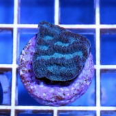 Acan Brain Coral (Acanthastrea Echinata)