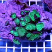 Coral Button Polyp - Giant Green Protopalythoa spp.