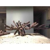 piatra acvariu caribsea-liferock-belize-branch-