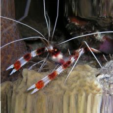 Banded Coral Shrimp (Stenopus Hispidus)