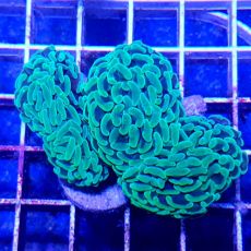 Hammer Coral  Branched  Euphyllia Ancora