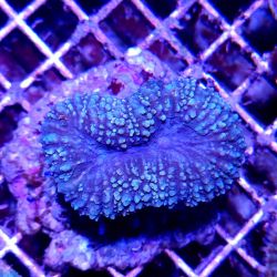 Coral Lobophyllia Spp