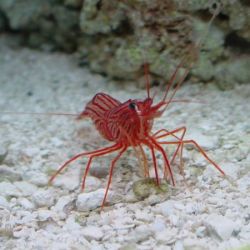 crevete Peppermint Shrimp (Lysmata Wurdemanni )
