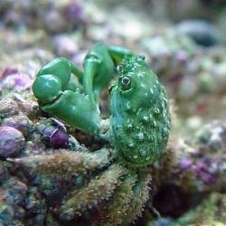Emerald Crab (Mithraculus Sculptus) Mitrax