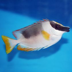 Peste Magnificent Foxface (Siganus magnificus)