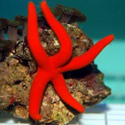 Orange/Red Sea Star (Echinaster sp.)