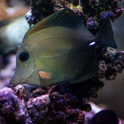 Scopas Tang (Zebrasoma Scopas) M