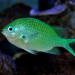 Peste Chromis Viridis ( Green Chromis )
