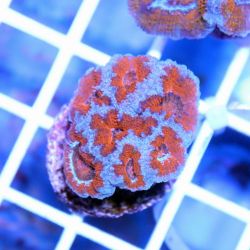 Acan Brain Coral (Acanthastrea Echinata)