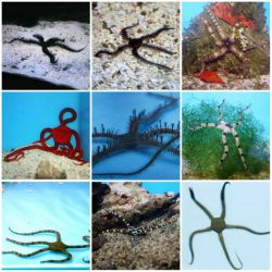 Serpent Sea Star, (Ophioderma sp.)