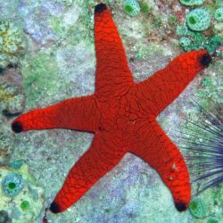 Red Sea Star (Fromia Indica.)
