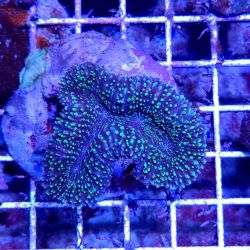 Coral Lobophyllia Spp