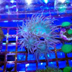 Giant Green Polyp Duncan, (Duncanopsammia axifuga)