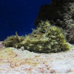 Seahare Dolabella Auricula