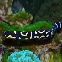 Engineer Goby (Pholidichthys leucotaenia)