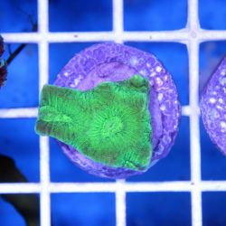 Goniastrea Coral - Aquacultured (Goniastrea sp.)