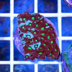 Brain Coral Pineapple (Favites spp.)