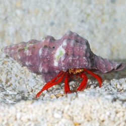 Red Leg Hermit Crab (Scarlet Reef Hermit Crab)