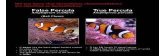 Ocellaris vs Percula Clownfish diferente