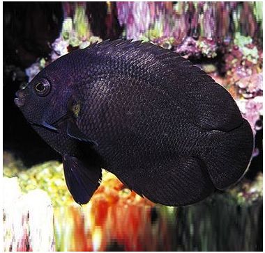 Peste Black Nox Angelfish (Centropyge Nox)