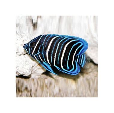 Peste Blueface Angelfish ( Pomacanthus Xanthometopon) Juvenil