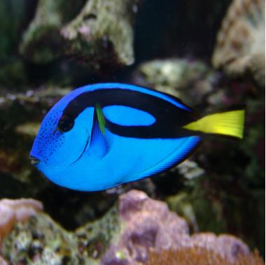 ​Blue Tang (Paracanthurus Hepatus) Regal Tang S