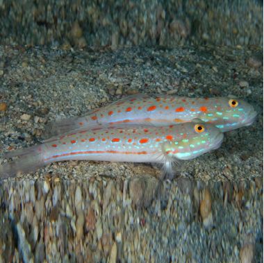 Diamond Watchman Goby (Puellaris Valenciennea)