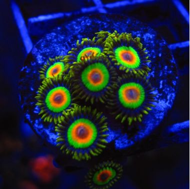 Colony Polyp, Activ Green (Zoanthus sp.)