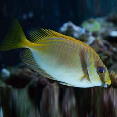 Peste Rabbit Orange Line (Siganus Doliatus)