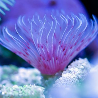 Vierme Pink White Feather Duster (Bispira Guinensis)