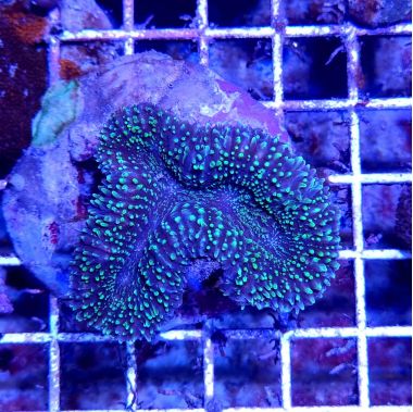 Coral Lobophyllia Spp