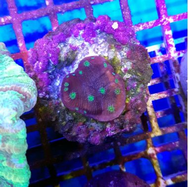 ​Chalice Alien Eye Coral  (Echinophyllia sp.)