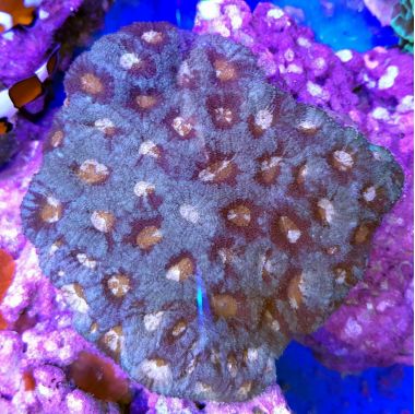 Goniastrea Coral - Aquacultured (Goniastrea sp.)