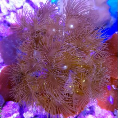 Colony Polyp Yellow (Glacilis Zoanthid)