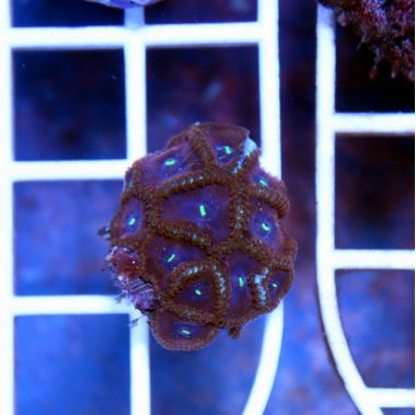 Colony Polyp,  (Zoanthus sp.)