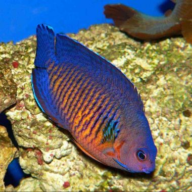 Coral Beauty Angelfish (Centropyge Bispinosa)