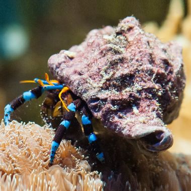 Electric Blue Hermit Crab (Calcinus Elegans)