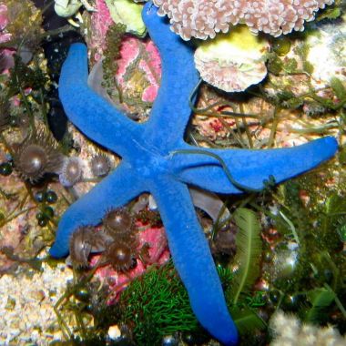 ​Linckia Sea Star, Blue (Linckia Laevigata)​