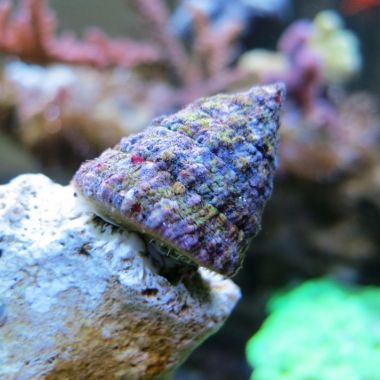 Turbo Snail (Tectus Fenestratus)
