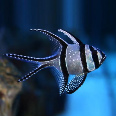Kaudern's Cardinalfish (Pterapogon Kauderni)