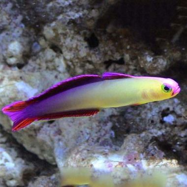Firefish Purple (Nemateleotris Decora)